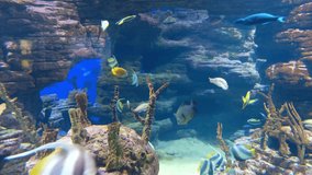 Underwater Colorful Tropical Fishes. Tropical underwater sea fishes. Underwater fish reef marine. Tropical colorful seascape. Underwater reef. Reef coral scene. 