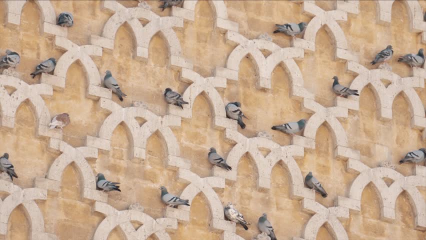 TUNIS, TUNISIA - Pigeons around
Al-Zaytuna Mosque,Ez-Zitouna Mosque, Interior view - the oldest in the city | Shutterstock HD Video #1102818743