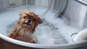 A small red Spitz dog enjoys a bubble bath with shampoo and massage in a grooming salon, resulting in a clean and happy pet. High quality 4k footage