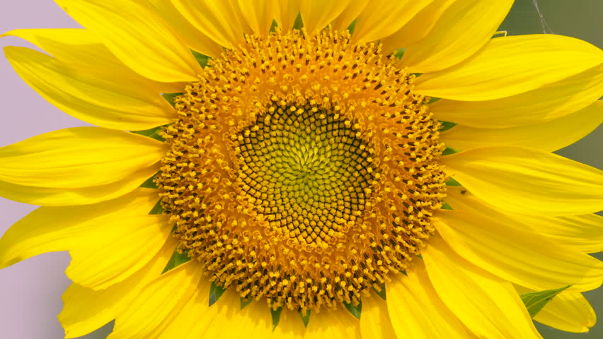 Closeup sunflower high quality details 