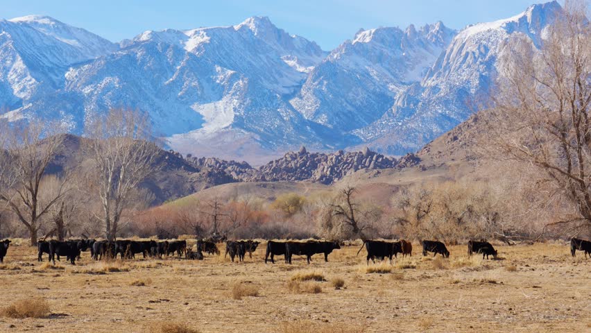 Group of cows grazing on a quiet yellowed field with a stunning view of the snow-capped Mount Whitney in the background.