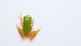 4K video of Tree frog sticking to white background.
4K 120fps edited to 30fps.