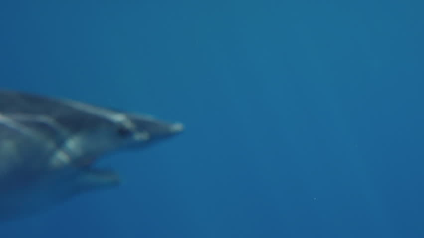 Close-up of great white shark mako swimming underwater in front of camera in a school of fish off the coast of Guadeloupe, Mexico. Carcharodon carcharias, or white shark. Most predator shark in ocean. Royalty-Free Stock Footage #1102829305