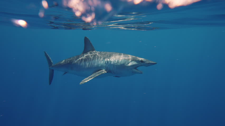 Close-up of great white shark mako swimming underwater in front of camera in a school of fish off the coast of Guadeloupe, Mexico. Carcharodon carcharias, or white shark. Most predator shark in ocean.