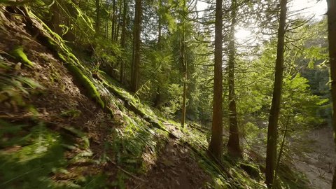 Smooth flight between the trees close to branches in a fabulous spring forest Vídeo Stock