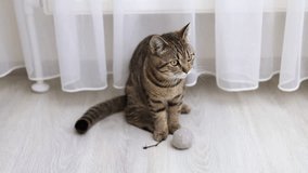 tabby cat playing on floor with soft dangling gray ball,curtains background inside home.domestic pet,love and care animals concept,cute female kitty with yellow eyes,brown grays stripes on body