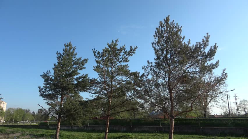 trees in a small town park 001