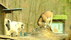 Little goats playing horns on fallen tree trunk, real video
