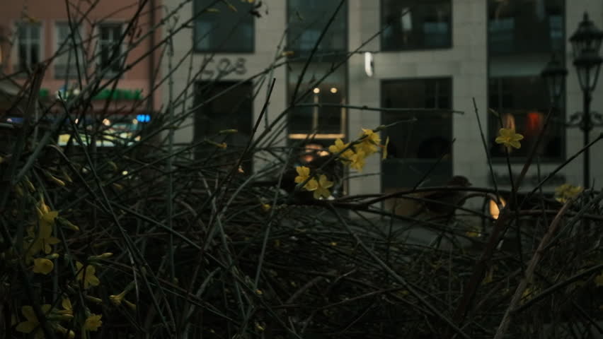 Yellow street flowers sway in the wind at dusk outside