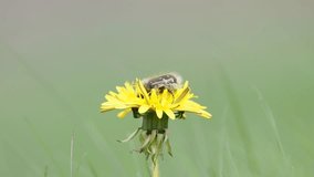 Macro shot of flower bug pollinating yellow dandelion flower. Beetle insect. Beautiful beetle is looking for nectar on the wild dandelion flower. Insect is pollinating the flower.