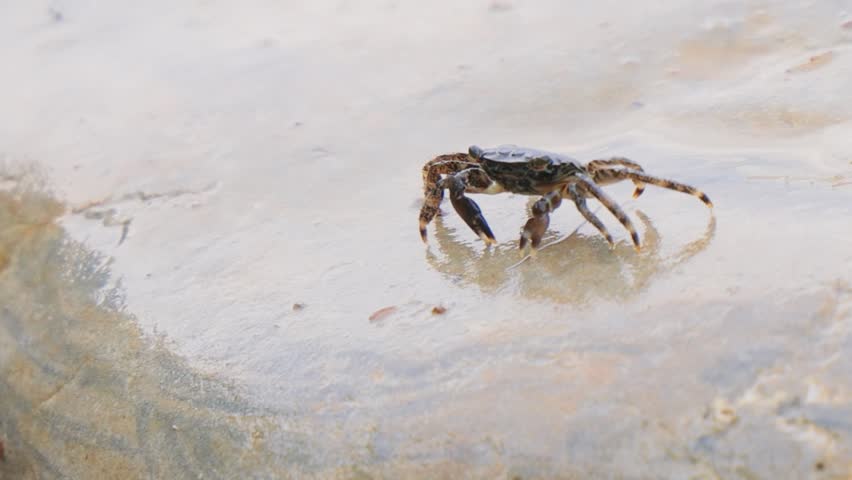 Pachygrapsus marmoratus is a species of crab, sometimes called the marbled rock crab or marbled crab, which lives in the Black Sea, the Mediterranean Sea and parts of the Atlantic Ocean.