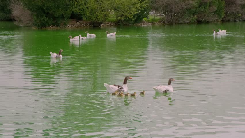 a couple of geese with goslings in a pond