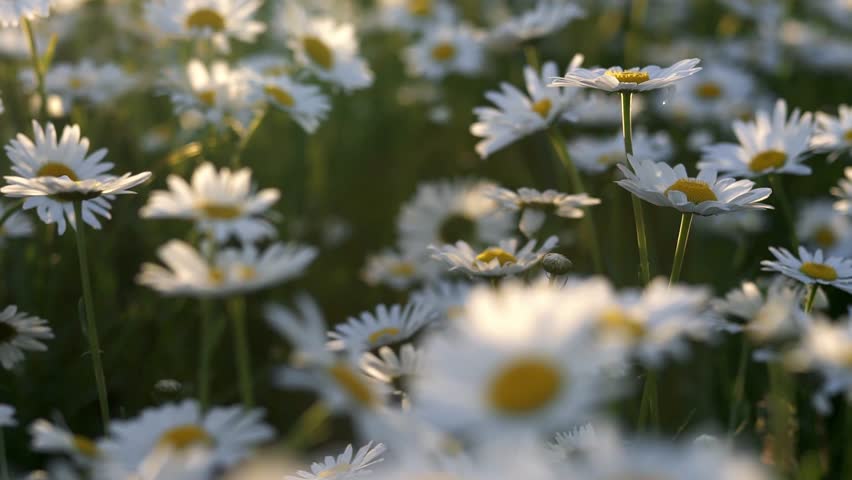 White daisy field. field of white daisies in the wind swaying close up. Concept: nature, flowers, spring, biology Royalty-Free Stock Footage #1102838055