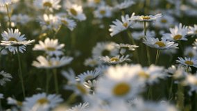 White daisy field. field of white daisies in the wind swaying close up. Concept: nature, flowers, spring, biology - Powered by Shutterstock - Get 15% off with code: PIKWIZARD15