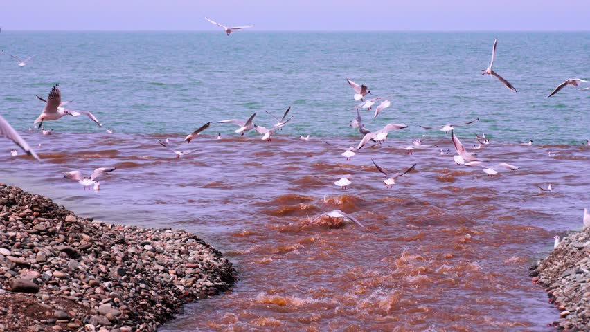 Dumping of dirty wastewater into sea Industrial and factory wastewater is discharged into ocean, pollution by dirty water Link. Water pollution in sea polluted with red chemicals. Seagulls fly. | Shutterstock HD Video #1102842389
