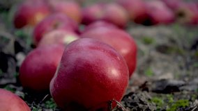 Apple orchard with ripe apples on the ground close-up. Autumn harvest. It's time to harvest. Autumn. Eco gardens. Video 4k 