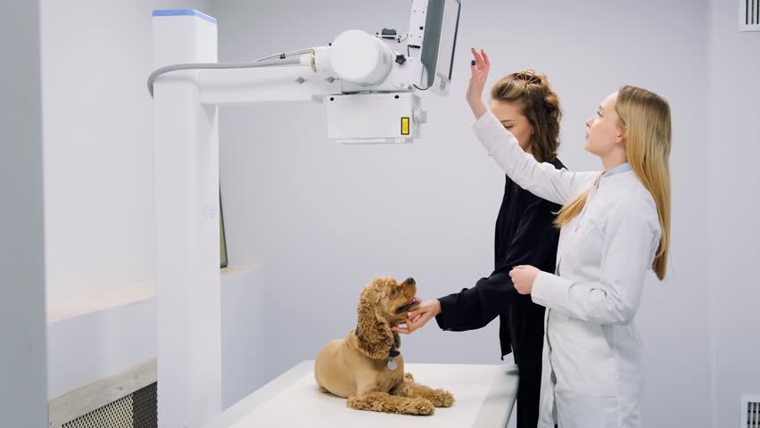 a radiologist sets up an X-ray machine to examine a dog in a veterinary clinic, Royalty-Free Stock Footage #1102843213