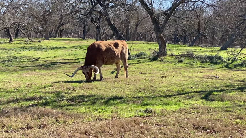 Texas longhorn named Biscuits and Gravy at Lyndon B. Johnson State Park and Historic Site and the Sauer-Beckmann Farmstead, a living history farm in Stonewall, Texas.