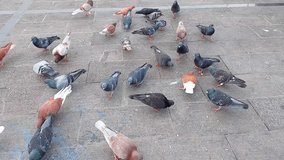 Video of a group of wild pigeons found in a Pontianak city park 