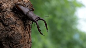 A 4K video of a sawtooth stag beetle on a branch with a forest background.