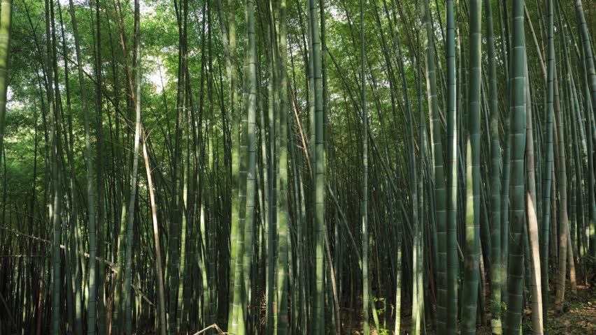 Timelapse In Bamboo Grove. Beautiful Landscape. Lights And Shadows Movement. Bright Green Colors. Timelapse, Time-lapse.
