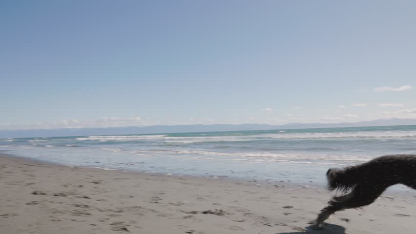 Man playing with dog on beach on sunny day, beautiful coastline, ocean, West Coast Canada, Vancouver Island. 4K 24FPS.