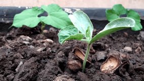 Seeding growth time lapse video