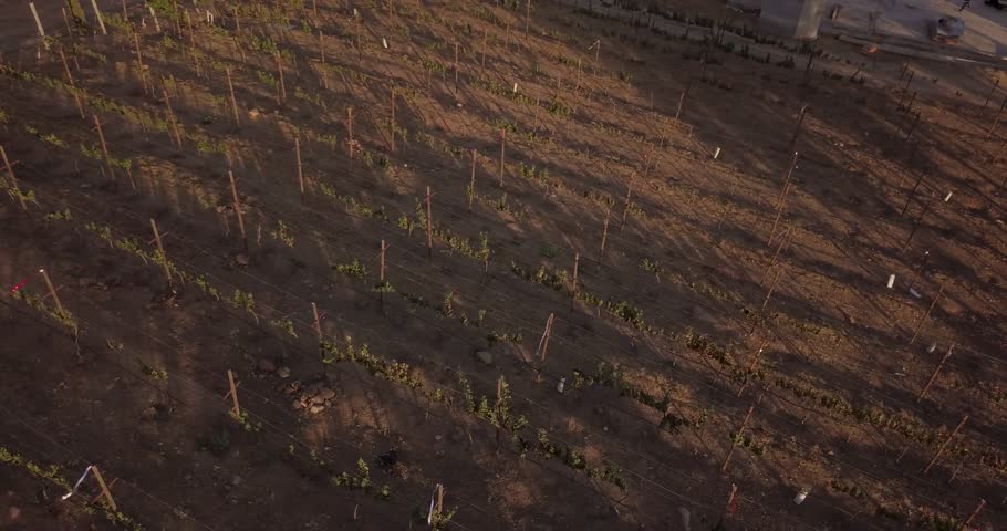 View from a drone slowly flying around over a vineyard in mexico during sunset