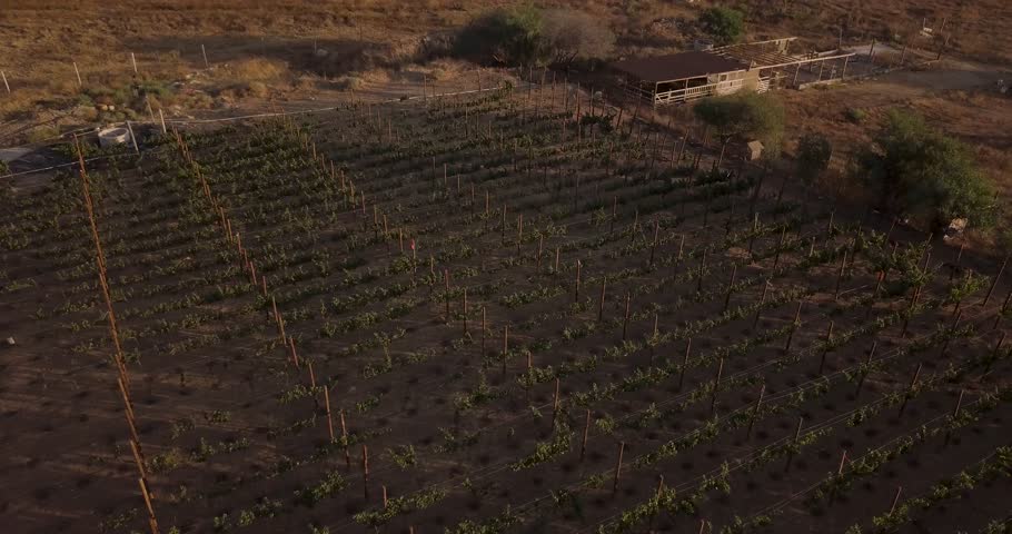 View from a drone ascending over a vineyard in mexico during sunset and slowly tilting down to a cenit view