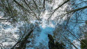 trees in the forest and clouds timelapse video. spring time.