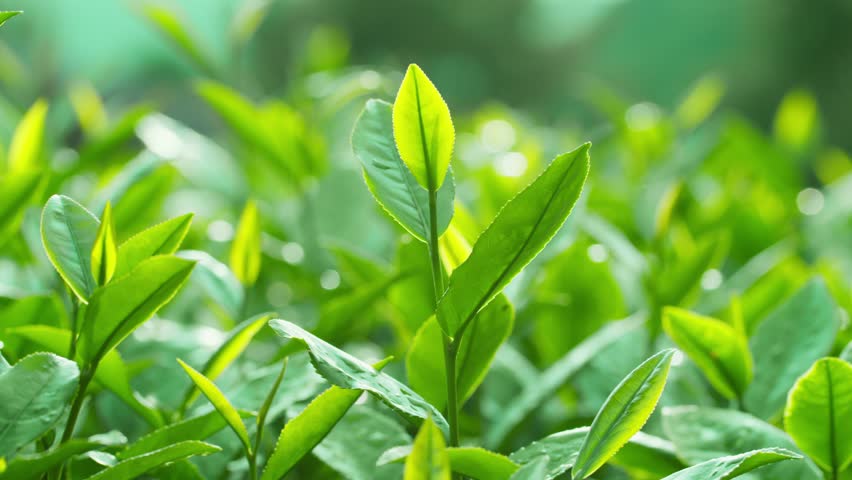 Fresh green tea leaves in the early morning sunlight on a tea farm. Selective focus. Beautiful scene for advertising product from green tea ingredient. Royalty-Free Stock Footage #1102867903
