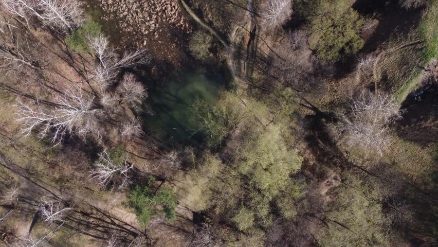 Small narrow forest lake overgrown with dry reed, steep shores with ravines overgrown with tall pines and birches in springtime, aerial view vertically down when moving forward
