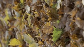 Vertical video, Camera slides to left side along fallen autumn dry and yellow leaves lying on ground in sunbeams. Autumn landscape with fallen leaves close up, Backlighting (Contre-jour) 4K - 50fps.