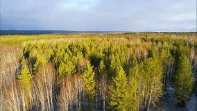 Experience the awe-inspiring beauty of nature with our stunning forest drone video! Perfect for relaxation and environmental projects. Download now!