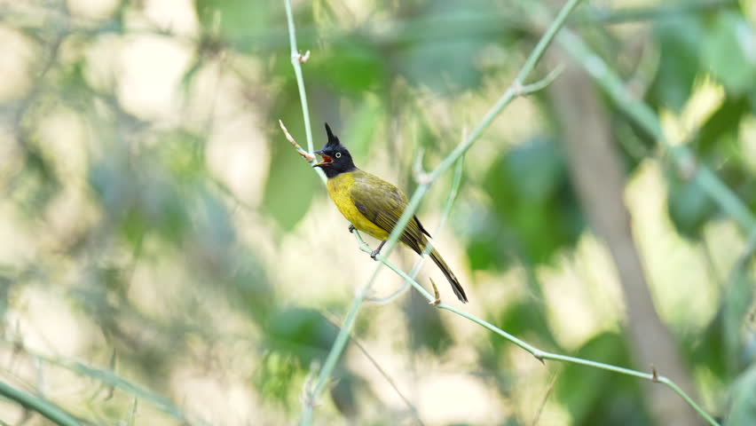 Black-capped Bulbul perched on a branch .