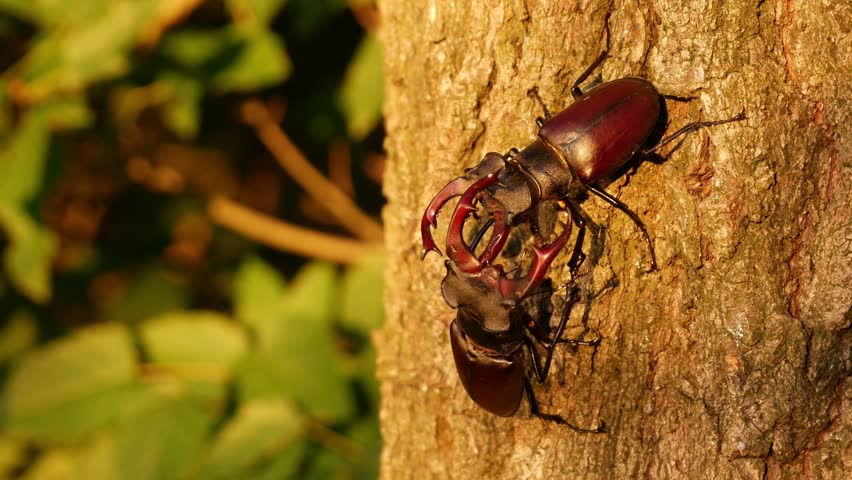 Two large stag beetles fight. Fierce fights of large rare insects in nature. Two large male beetles with large horns on a tree.