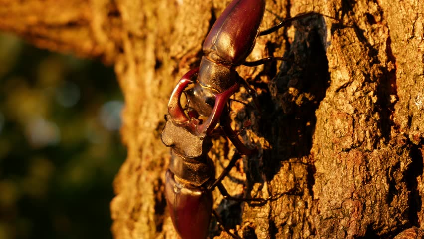 Two large stag beetles fight. Fierce fights of large rare insects in nature. Two large male beetles with large horns on a tree.
