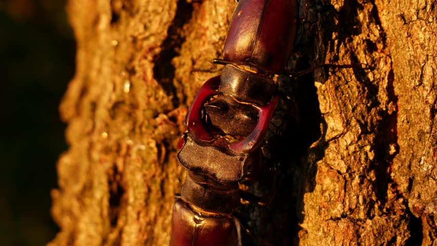 Two large stag beetles fight. Fierce fights of large rare insects in nature. Two large male beetles with large horns on a tree.