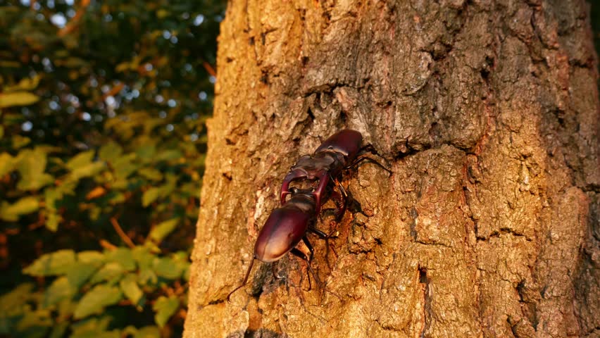 Two large stag beetles fight. Fierce fights of large rare insects in nature. Two large male beetles with large horns on a tree.