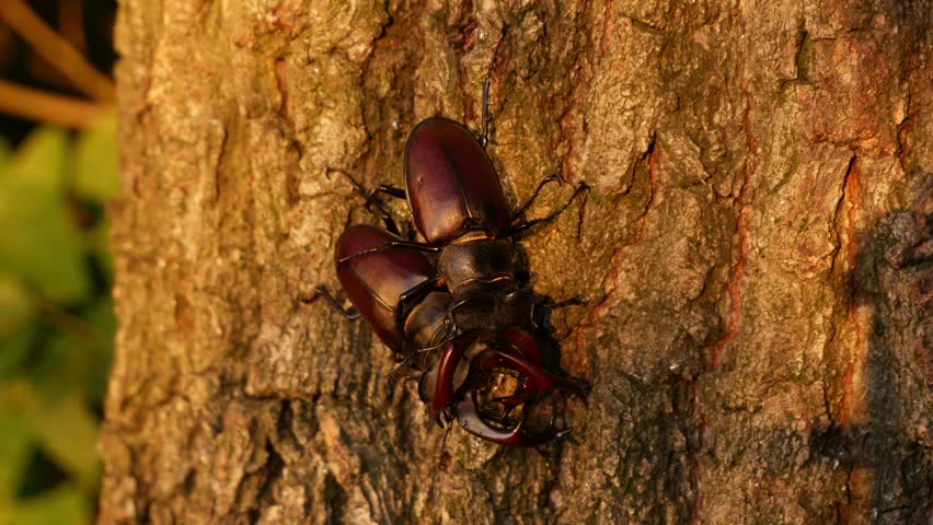 Two large stag beetles fight. Fierce fights of large rare insects in nature. Two large male beetles with large horns on a tree.
