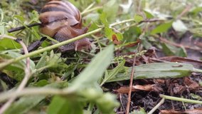 Video the snails after rain stopped the search for food, move with slow