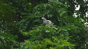Indian Grey Hornbill or Ocyceros birostri scratching its beak in Gwalior Madhya Pradesh