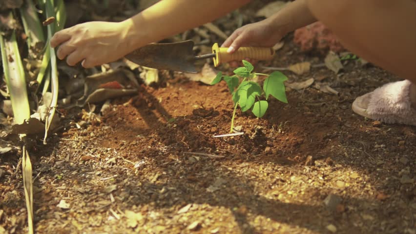 Woman planting a tree in a forest as a symbol of saving the planet. Close-up of her hand planting small trees in a garden