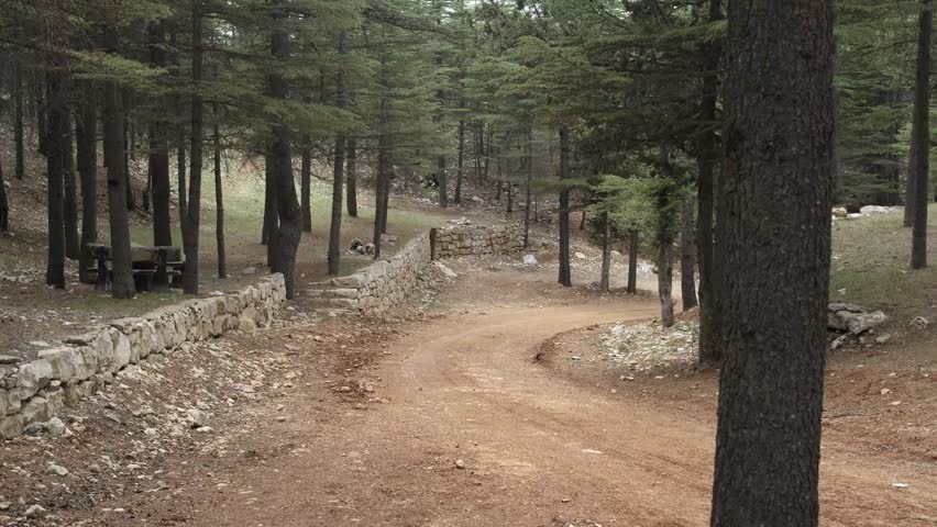 Image of young man jogging on dirt road in forest, young man doing sports in nature, jogging athlete among green dense trees