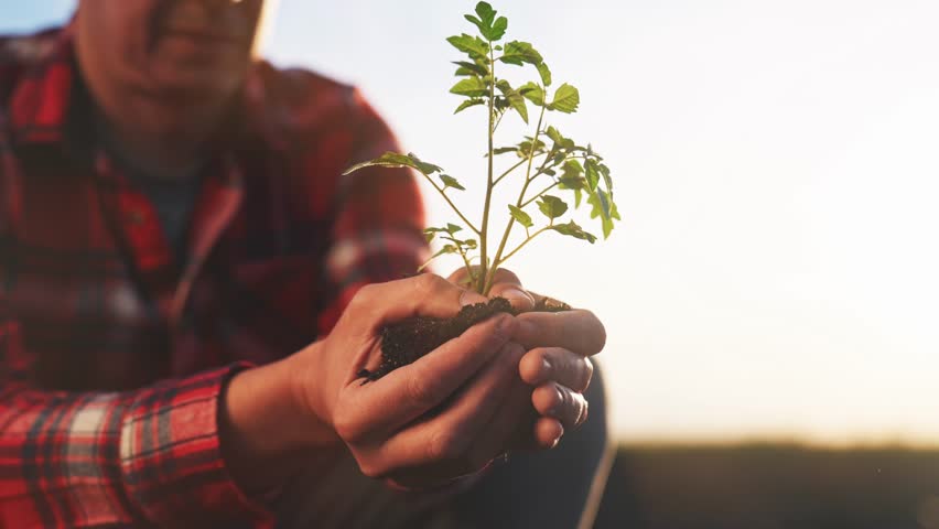 Farmer planting green sprout. farmer hands plant green sprout agriculture. business ecology sunset agriculture gardening concept. farmer hands plant the soil with plant. eco farming life concept | Shutterstock HD Video #1102890459