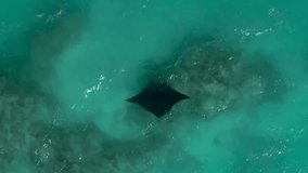 Manta Ray swimming over coral reef near Isle of Pines. Vertical top down aerial.