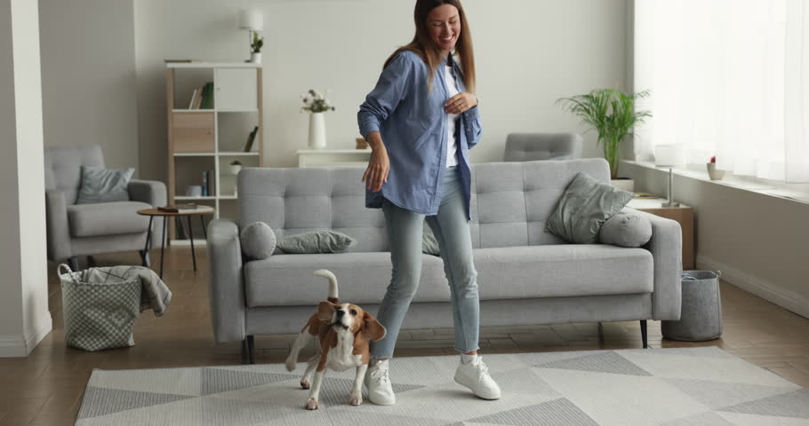 Energetic woman dancing in cozy spacious living room to rhythmic music with purebred dog, enjoy weekend, smile, celebrate vacation or moving to new apartment, independent active lady have fun at home Royalty-Free Stock Footage #1102892539