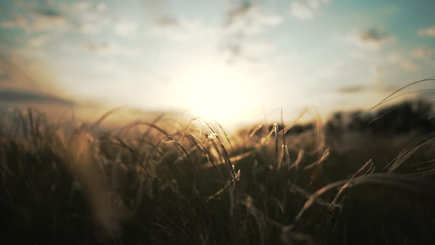 Landscape sunset on a wheat field sunbeams glare.Beautiful nature in summer. Nature grass spikelets sunset. Summer park lawn in the sun. Silhouette of swaying spikelets in nature in the field Royalty-Free Stock Footage #1102895601