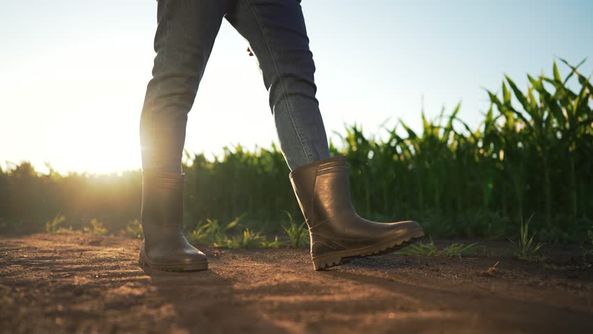 Agriculture. Man is worker in corn field. Farmer agronomist in rubber boots with clipboard walks along rural road.Corn field at sunset.Farmer on corn plantation walk.Checking corn crop on fertile soil Royalty-Free Stock Footage #1102895609