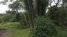 Drone view of a grove of bamboo trees